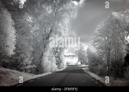 Una strada tortuosa si estende attraverso un paesaggio pieno di alberi in toni monocromi. La scena mostra il fogliame, con rami che si estendono sopra il sentiero, Foto Stock