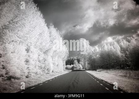 Gli alberi appaiono luminosi in colori monocromi accanto a una strada. La scena mostra un cielo nuvoloso sopra e cattura una prospettiva vicino-infrarossa durante il giorno. Foto Stock