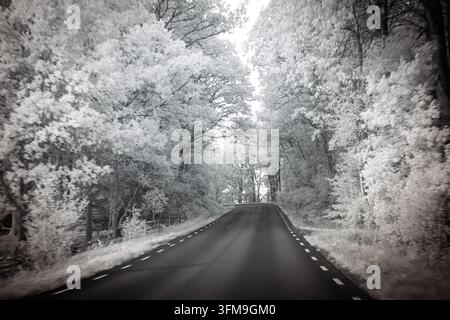 Una strada tortuosa circondata da alberi mostra un effetto monocromo da una prospettiva a infrarossi. Questa scena cattura l'aspetto unico della vegetazione und Foto Stock