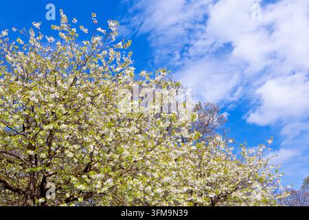 Un albero di ciliegio (prunus avium) in piena fioritura in un parco pubblico, isolato contro un cielo blu. Foto Stock