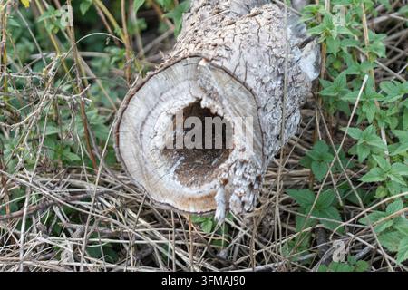 Buca di legno appoggiata sul terreno della foresta, che mostra decadimento e crea un habitat naturale Foto Stock