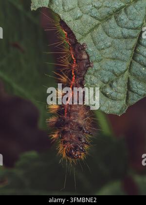 Un primo piano della larva di Acronicta rumicis che si nutre di foglie di more Foto Stock