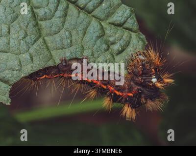 Un primo piano della larva di Acronicta rumicis che si nutre di foglie di more Foto Stock