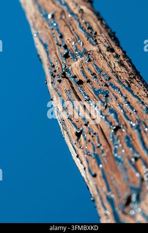 Palo telegrafico con creosoto o catrame scuro e viscoso che si scioglie e gocciola lungo la sua superficie crepata, Dégagnac, dipartimento del Lot, Francia Foto Stock