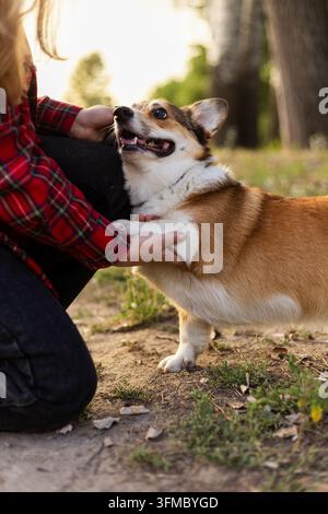 La luce dell'ora dorata illumina un cane amichevole che guarda il suo padrone mentre condividono un momento di connessione gentile in un campo erboso Foto Stock