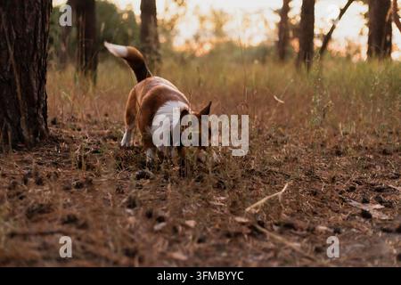 Il piccolo cane con il mantello bianco e marrone annusa il terreno tra i pini mentre si gode una tranquilla passeggiata nella natura al crepuscolo Foto Stock