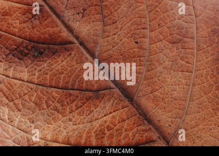 Ingrandimento macro texture di venature di foglia di loquato secca marrone come sfondo Foto Stock