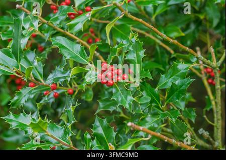Cespuglio di agrifoglio verde con foglie spinose taglienti e grappoli di bacche rosse mature. Foto Stock