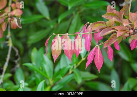 Ramo di cespuglio in fiamme con vivaci foglie autunnali rosa sullo sfondo di fogliame verde degli arbusti. Foto Stock
