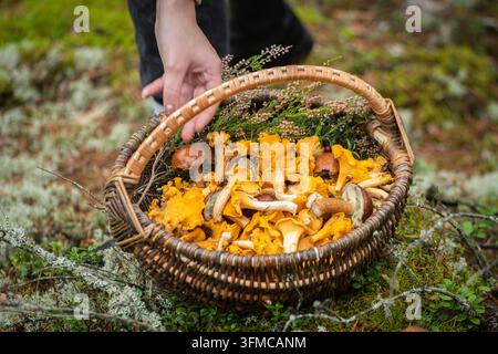 Mano di una ragazza che riempie un cestino di vimini pieno di finferli dorati appena raccolti con alcuni esemplari di boletus posizionati sul muschio in un Foto Stock