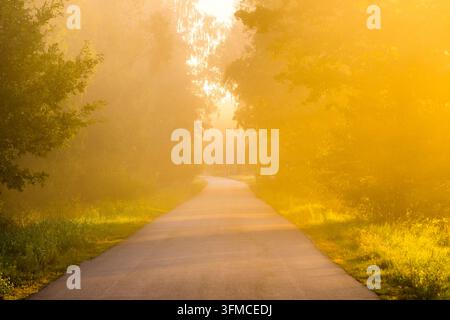 Strada boschiva nebbiosa che si snoda attraverso la foresta di Białowieża all'alba, con raggi dorati di sole che filtrano attraverso gli alberi in Polonia. Foto Stock