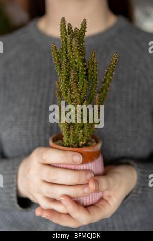 Donna in maglione grigio che tiene una piccola pianta di cactus in vaso Foto Stock