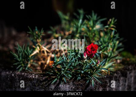 Un impressionante foto ravvicinata di un fiore rosso vivace che fiorisce in mezzo a un giardino scuro e lussureggiante. Il fiore si staglia contro il fogliame verde scuro e il buio così Foto Stock