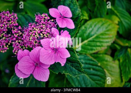 Un primo piano di un vivace fiore di ortensia di lacca rosa in un giardino estivo inglese, con petali che circondano il suo gruppo centrale di gemme Foto Stock