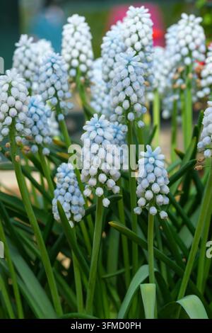 Muscari armeniacum Manon, giacinto di uva Manon, grappoli di fiori blu ghiaccio simili a uva, che passano al bianco vicino alle punte Foto Stock