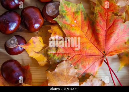 Foglie autunnali colorate e castagne su un tavolo di legno rustico Foto Stock