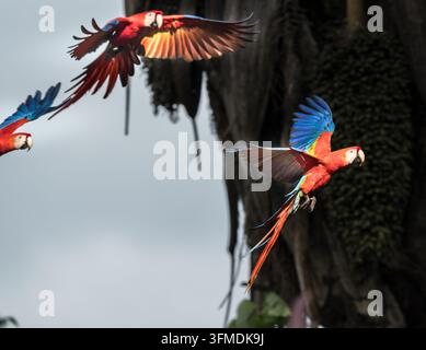 Vista di vivaci Parati scalarletti in volo con il loro piumaggio colorato rosso, giallo e blu schiuso contro uno sfondo naturale a Puerto Jimenez, Puntar Foto Stock