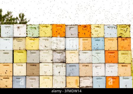 Cassette per api impilate Foto Stock