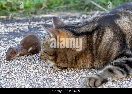 Gatto domestico / gatto che gioca con una preda di furetto più piccola uccisa / piccolo furetto / furetto comune (Mustela nivalis) catturato nel campo Foto Stock
