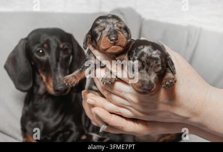 Una persona tiene due piccoli cuccioli di bassotto macchiati di marrone e nero. In fondo è visibile un bassotto adulto che guarda l'obiettivo Foto Stock