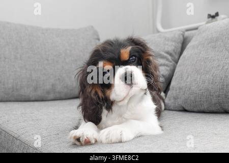Ritratto di un bellissimo Cavalier King Spaniel. Cucciolo carino che riposa sul divano. Cane curioso Cavalier King Spaniel sdraiato sul divano e che guarda la telecamera Foto Stock