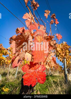 Belle foglie di vite rosse in primo piano in autunno contro un cielo blu e vite colorate di giallo. Luce intensa. Sfondo naturale autunnale Foto Stock