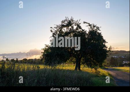 Strada di campagna con un grande albero nella natura verde, alcune case sullo sfondo e un cielo blu Foto Stock
