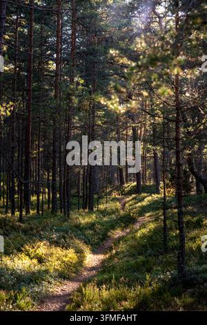 Sentiero stretto che si snoda attraverso una pineta illuminata dal sole nella luce del tardo pomeriggio. Foto Stock