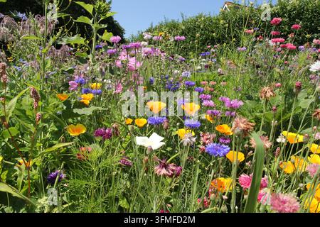 un gruppo di belle fiori selvatici diversi in fiore come il fiordaliso, il papavero e la malva in un'aiuola in un piccolo villaggio in estate, primo piano Foto Stock