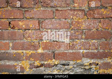 Muro di mattoni rossi patinato con lichene giallo e texture di malta screpolata per sfondo Foto Stock