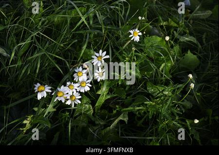 Un primo piano cattura un gruppo di margherite bianche con centri giallo brillante annidati tra erba verde rigogliosa. Numerose piccole gocce di rugiada brillano su th Foto Stock