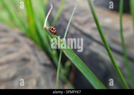 Fotografia macro di una piccola coccinella maculata di rosso e nero (Coccinellidae) che cammina lungo il bordo di una foglia d'erba verde Foto Stock