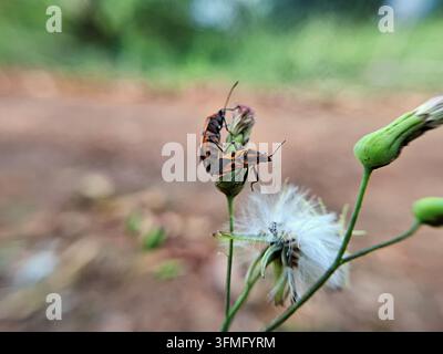 Fotografia macro di una coppia in accoppiamento di insetti seed colorati rossi e neri, comunemente noti come insetti Darth Maul Foto Stock