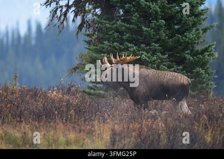 Alce maschio in piedi davanti a un pino al lago Maligne, Parco nazionale di Jasper, Alberta Foto Stock