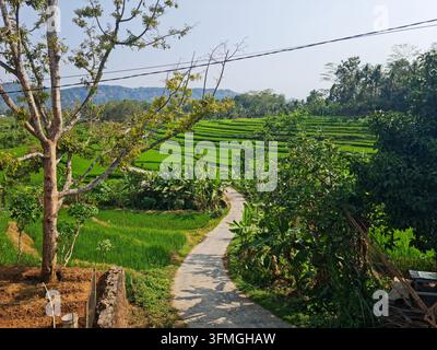 Una vista panoramica di vivaci terrazze di riso di un verde smeraldo che scendono a cascata lungo le colline, con una stretta strada tortuosa che attraversa il paesaggio. Alberi tropicali e lu Foto Stock