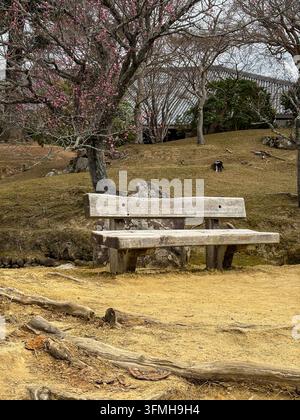 Panchina di legno sotto alberi di prugne in fiore nel parco di Nara in Giappone Foto Stock