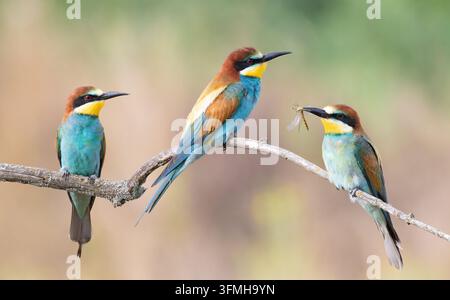Becco d'api europeo, Merops apiaster. Tre uccelli seduti su un ramo, uno tiene una libellula Foto Stock