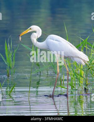 Airone cinerino, Ardea alba. Un uccello tiene un piccolo pesce nel becco Foto Stock