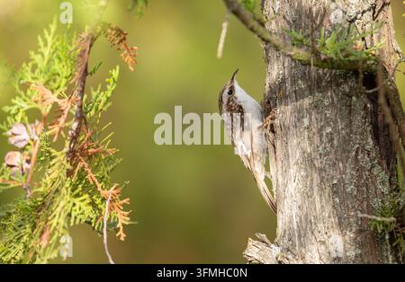 Picchio muraiolo eurasiatico, Certhia familiaris. Un uccello che scalza un albero alla ricerca di insetti da mangiare Foto Stock