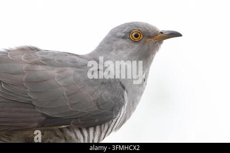 Cuculo comune, Cuculus canorus. Fotografia di uccello in primo piano, sfondo bianco, ritagliato Foto Stock