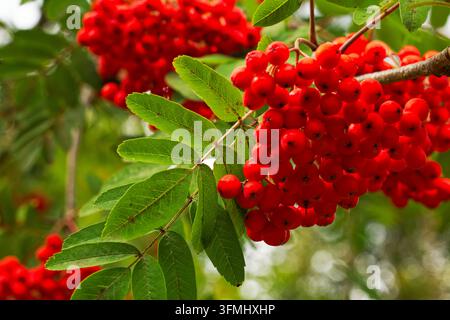 Grappoli di bacche rosso vivo su un sorbo o espino delle montagne che maturano al sole, Clarence Park, Bury, Greater Manchester. Foto Stock