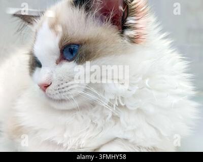 Un gatto Ragdoll bianco e soffice con occhi blu sorprendenti e orecchie marroni guarda di lato Foto Stock