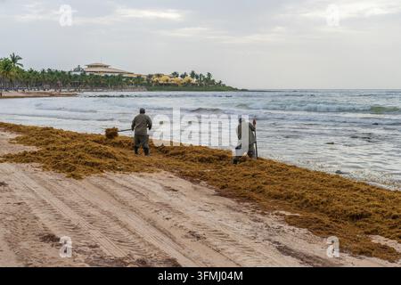 Lavoratori messicani che raccolgono alghe da sargassum sulla spiaggia. Playa del Carmen, Cancun, Messico. Foto Stock