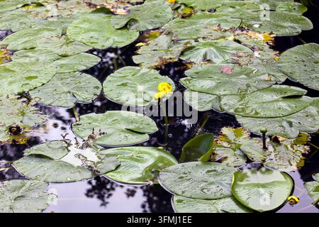 Prima vista di ninfee, sullo stagno, ai Giardini Acquatici, nel terreno del Castello di Arundel Foto Stock