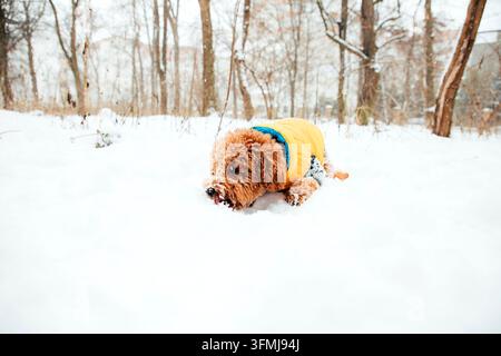 Cane riccio carino che gioca nella neve profonda indossando una giacca invernale gialla Foto Stock