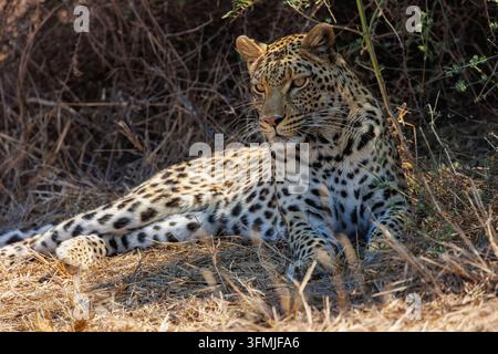 Botswana, riserva di Mashatu, leopardo africano (Panthera pardus pardus), nella savana Foto Stock