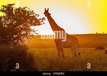 Botswana, riserva di Mashatu, giraffa del Sudafrica o giraffa del Capo (Giraffa giraffa* o *Giraffa camelopardalis giraffa) nella savana, all’alba, ., riserva di Mashatu, Botswana Foto Stock