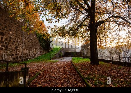Parco autunnale dorato con alberi colorati e foglie cadute, Riba de Ave, Portogallo Foto Stock