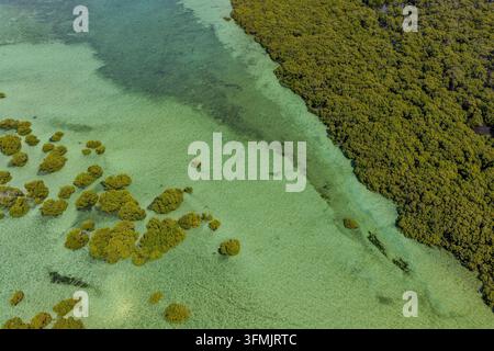 Vista aerea di Moreton Island che mostra rigogliose foreste di mangrovie che incontrano le limpide acque turchesi della baia a Kooringal, Queensland, Australia. Foto Stock