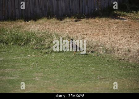 Munia comune o Munia indiana, in latino Acridotheres Tristis, un uccello della famiglia degli Sturnidi in piedi sull'erba. Foto Stock
